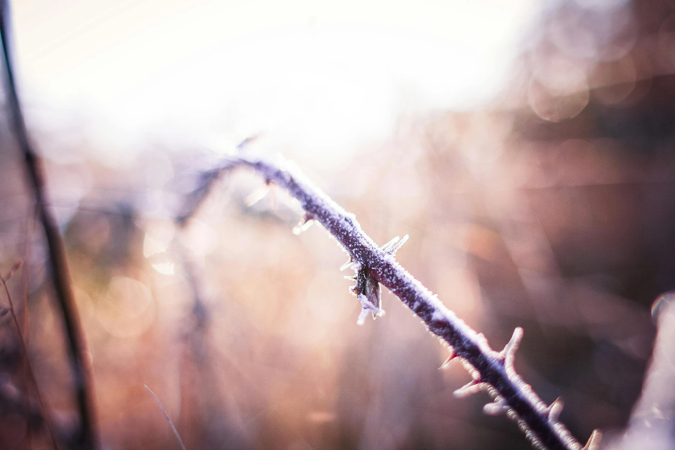 a close up of a plant with frost on it, a macro photograph, unsplash, romanticism, thorns, bokeh”, bokeh ”