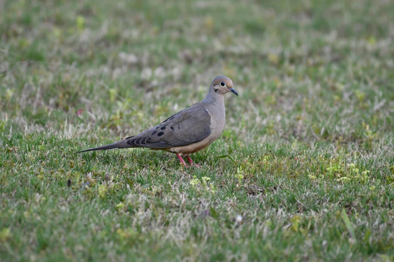 a bird that is standing in the grass, dove in an ear canal, looking distracted, taken in the early 2020s, lone female