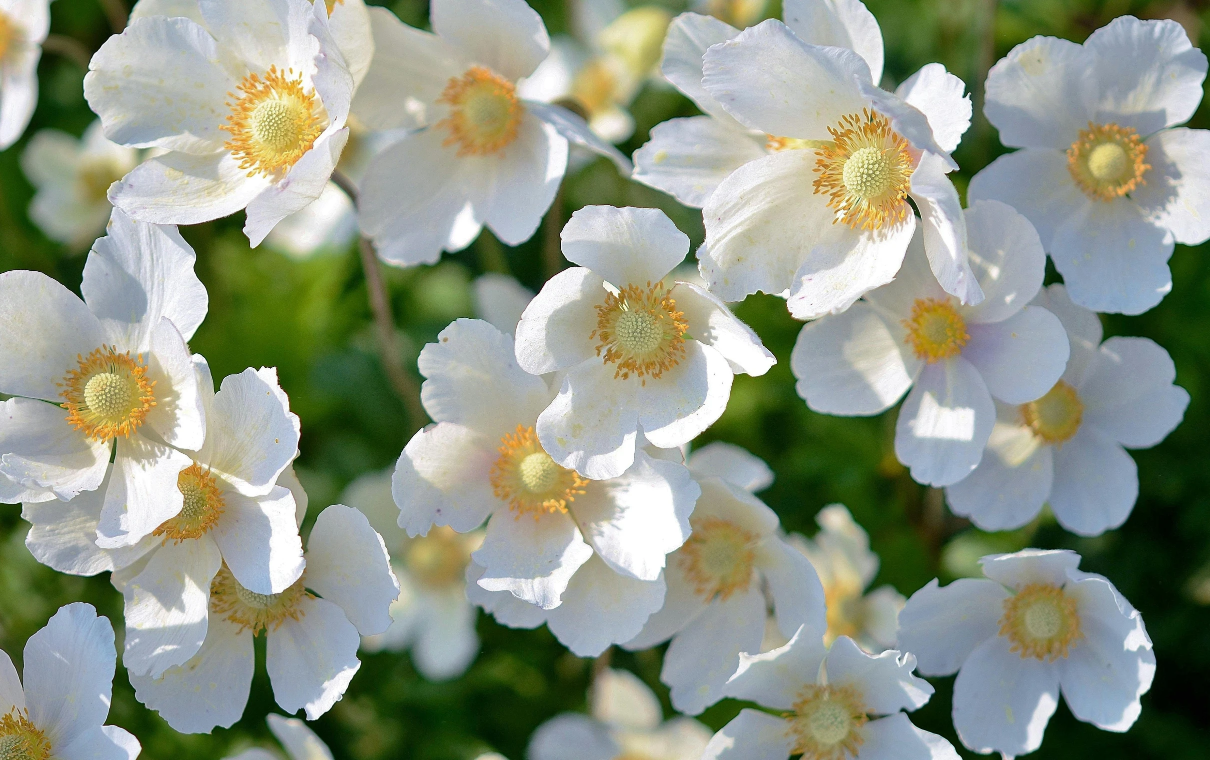 a bunch of white flowers with yellow centers, inspired by Frederick Goodall, unsplash, arts and crafts movement, anemone, warm sunshine, white border, rose-brambles