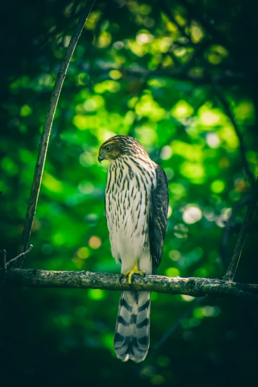 a bird sitting on top of a tree branch, pexels contest winner, sumatraism, hawk, in serene forest setting, shady look, a tall