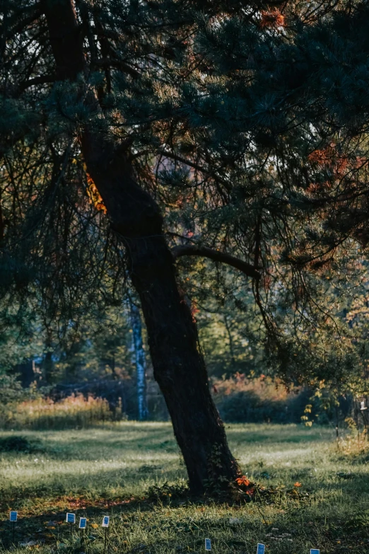 a group of people playing a game of frisbee in a park, unsplash contest winner, tonalism, beautiful pine tree landscape, laying under a tree on a farm, panorama, color ( sony a 7 r iv