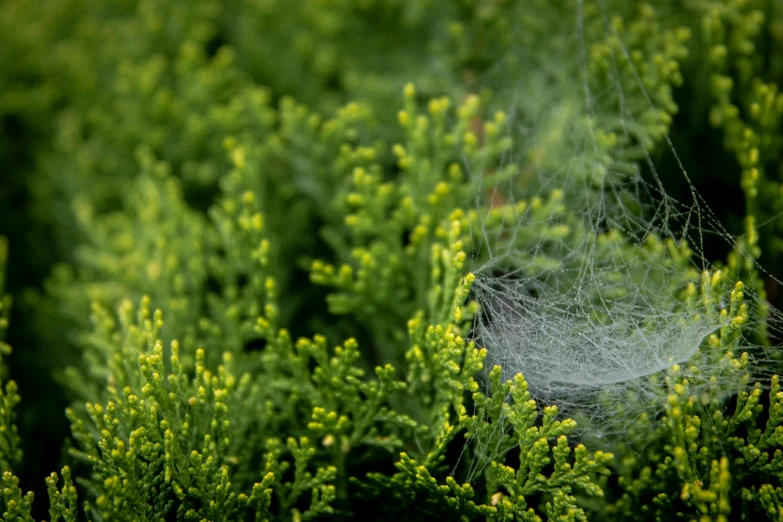 a spider web sitting on top of a tree, by Stefan Gierowski, moss and flowers, fan favorite, evergreen, fine lace