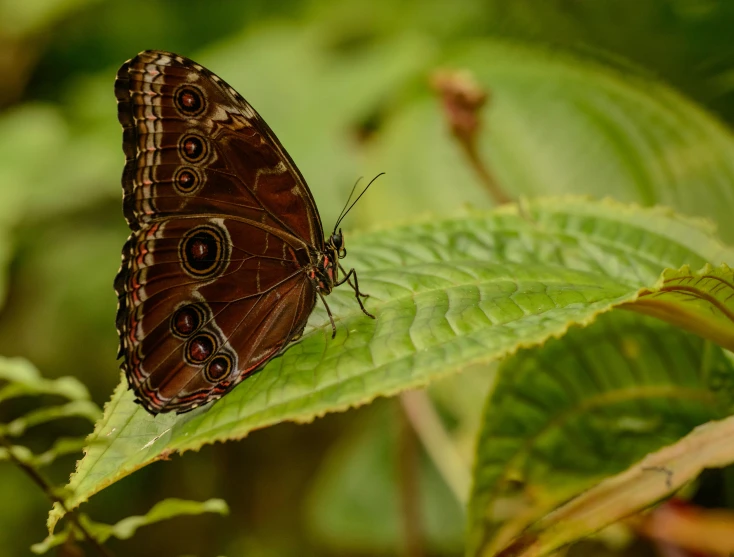 a close up of a butterfly on a leaf, pexels contest winner, brown, 🦩🪐🐞👩🏻🦳, natural botanical gardens, slide show