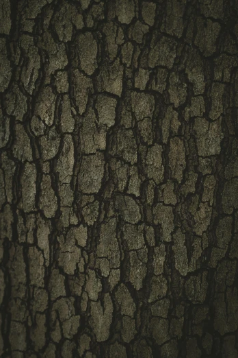 a close up of the bark of a tree, an album cover, by Daarken, dark colors, oak, ((trees))