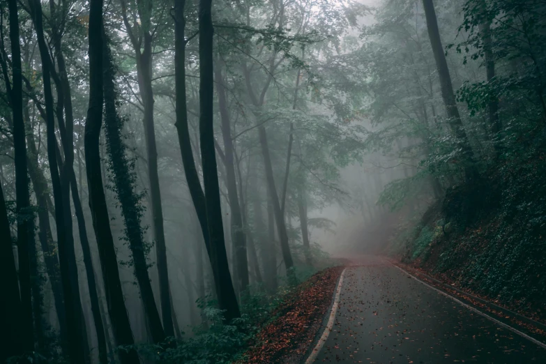 a road surrounded by trees on a foggy day, pexels contest winner, romanticism, from horror movies, green mist, paved roads, ((forest))
