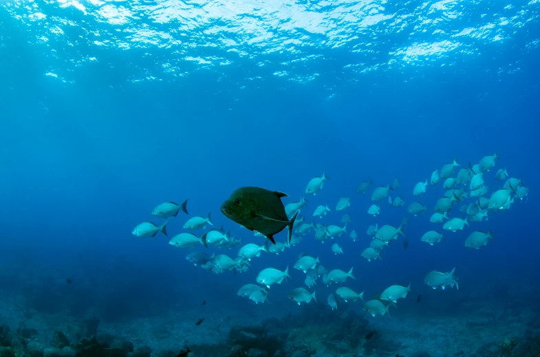 a large group of fish swimming in the ocean, by Bertram Brooker, pexels contest winner, renaissance, under blue, nausicaa, grey, slide show