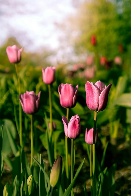 a field of pink tulips on a sunny day, by Jan Tengnagel, purple - tinted, medium format. soft light, f/2.5, garden