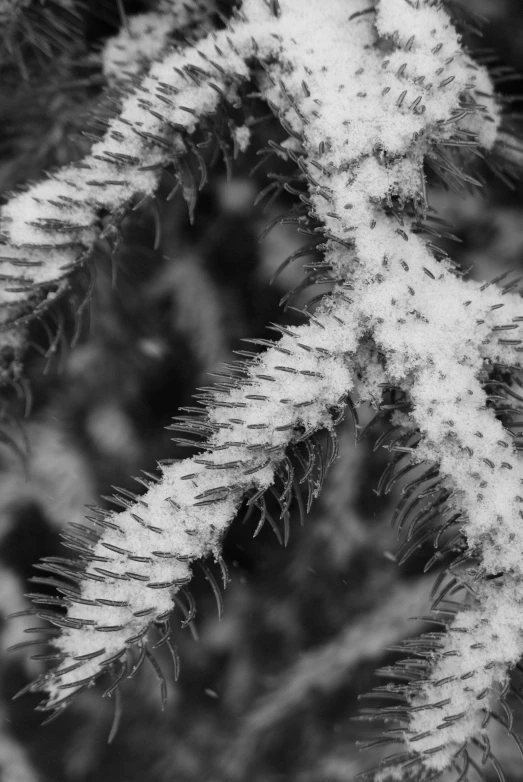 a close up of a pine tree with snow on it, a stipple, precisionism, monochrome:-2, spiky tentacles, shot on sony a 7, ( ( extreme detail ) )