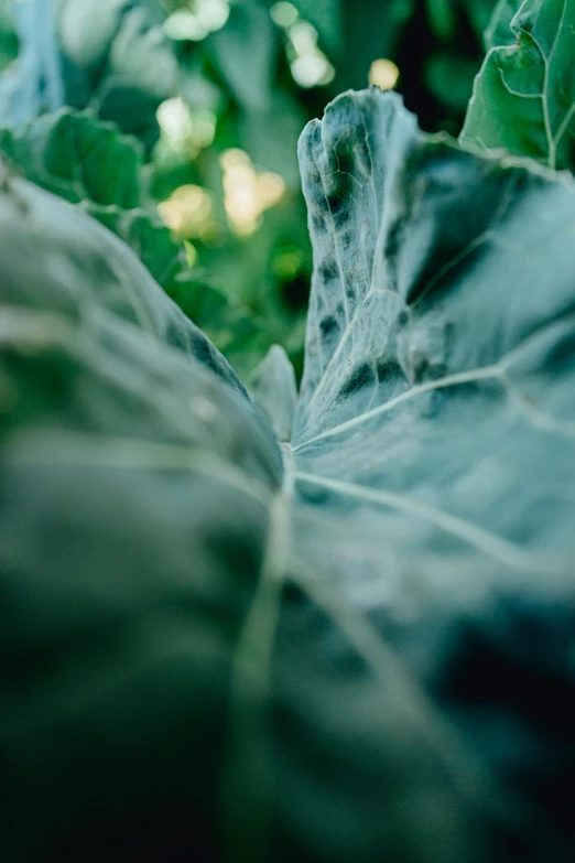 a close up of a leafy plant with green leaves, by Jan Tengnagel, unsplash, renaissance, grey vegetables, opening shot, low fi, 15081959 21121991 01012000 4k