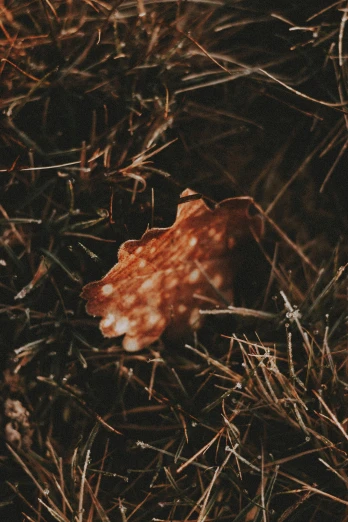 a close up of a leaf on the ground, an album cover, unsplash, land art, overgrown with funghi, ✨🕌🌙, muted brown, ignant
