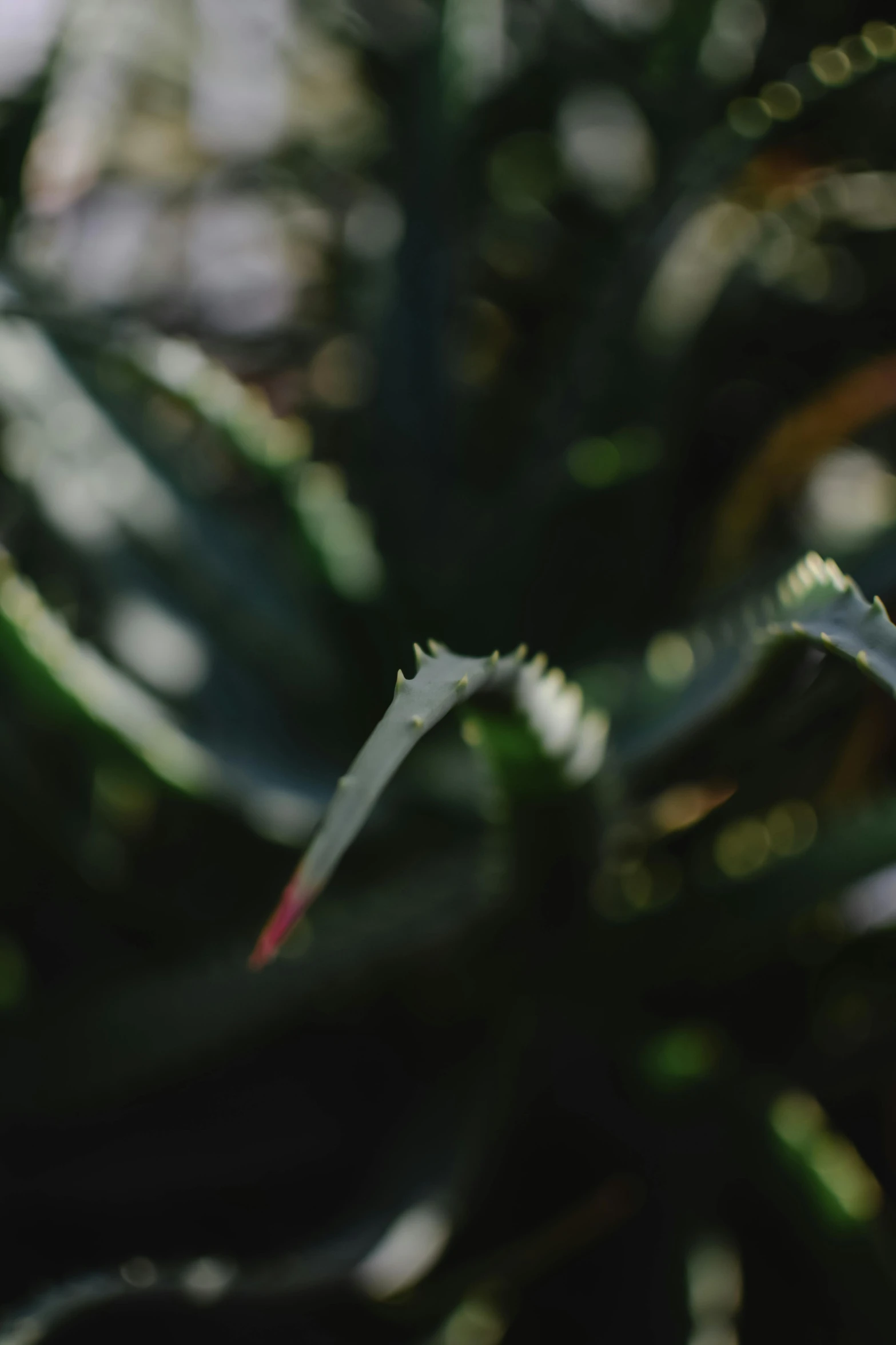 a white flower sitting on top of a green plant, a macro photograph, by Elsa Bleda, made of cactus spines, distant - mid - shot, cinematic film still, large leaves