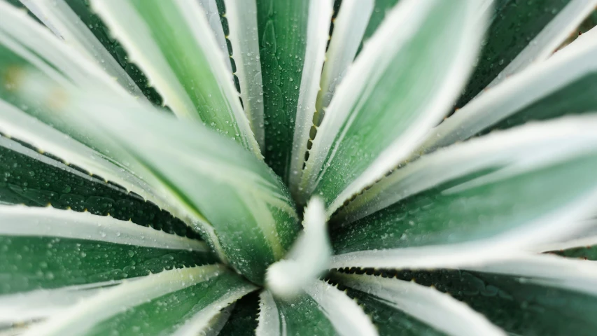a close up of a green and white plant, shiny silver, spiky, sustainable materials, highly polished