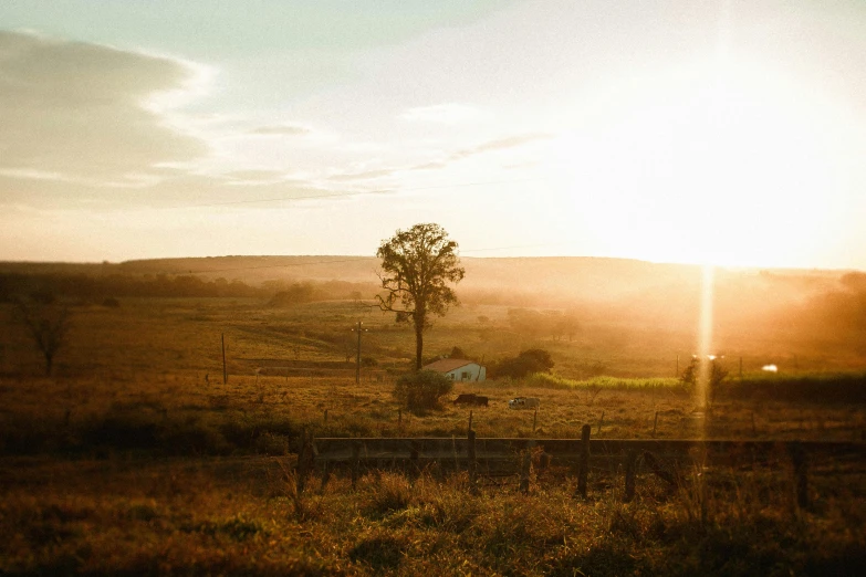 a herd of cattle grazing on top of a lush green field, pexels contest winner, australian tonalism, sunset panorama, instagram post, wood cabin in distance, sepia sunshine