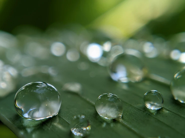 a close up of water droplets on a leaf, by Jan Rustem, trending on unsplash, photorealism, multiple stories, crystal-clear-focus, hyper-realistic render, shallow focus background