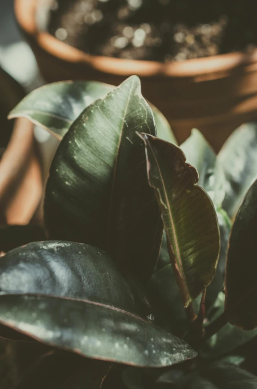 a close up of a plant in a pot, inspired by Elsa Bleda, trending on unsplash, magnolia leaves and stems, black and terracotta, lush forest foliage, sorrow