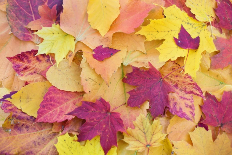 a bunch of leaves that are laying on the ground, pexels, pink and yellow, thumbnail, multi - coloured, seasonal