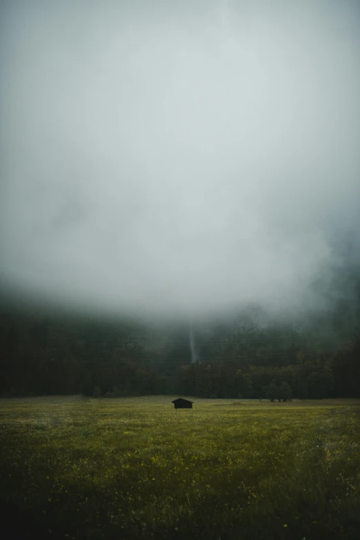 a black cow standing on top of a lush green field, by Elsa Bleda, minimalism, ominous mist, brown, grey, single