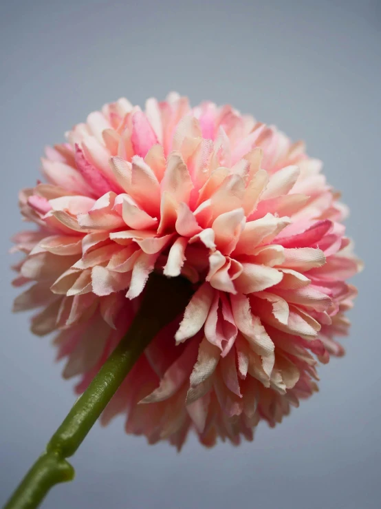 a pink flower sitting on top of a green stem, inspired by Gentile Bellini, arabesque, award-winning crisp details”, coxcomb, detailed product shot, large tall