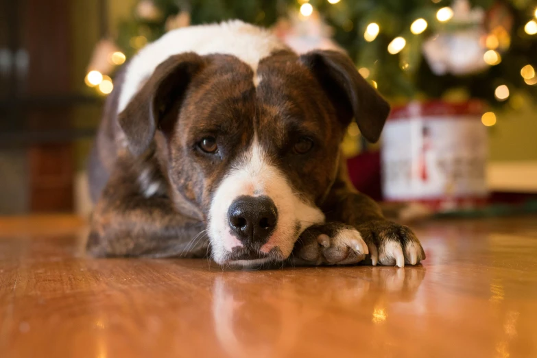 a dog laying on the floor in front of a christmas tree, a portrait, pexels, renaissance, sad expression, pits, manuka, boxer