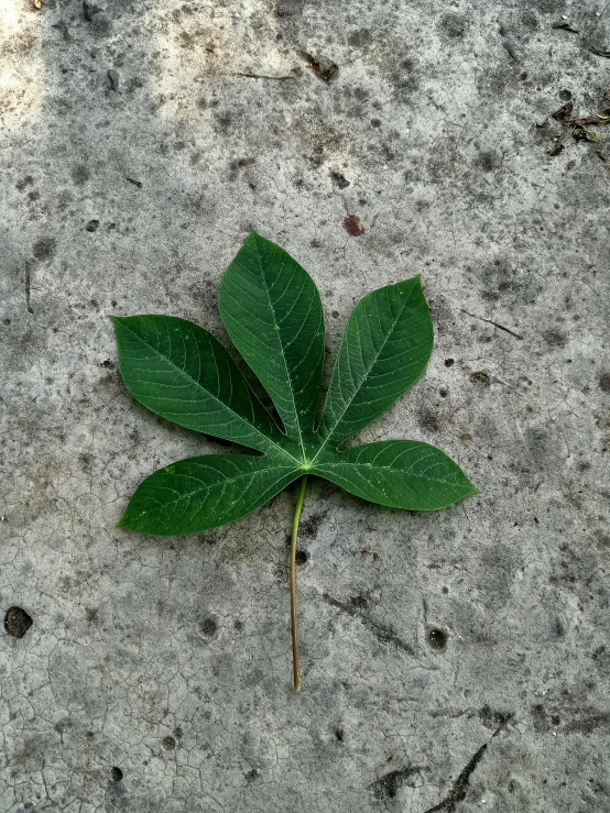 a leaf that is laying on the ground, by Jacob de Heusch, on a gray background, some of the blacktop is showing, heavy green, tall