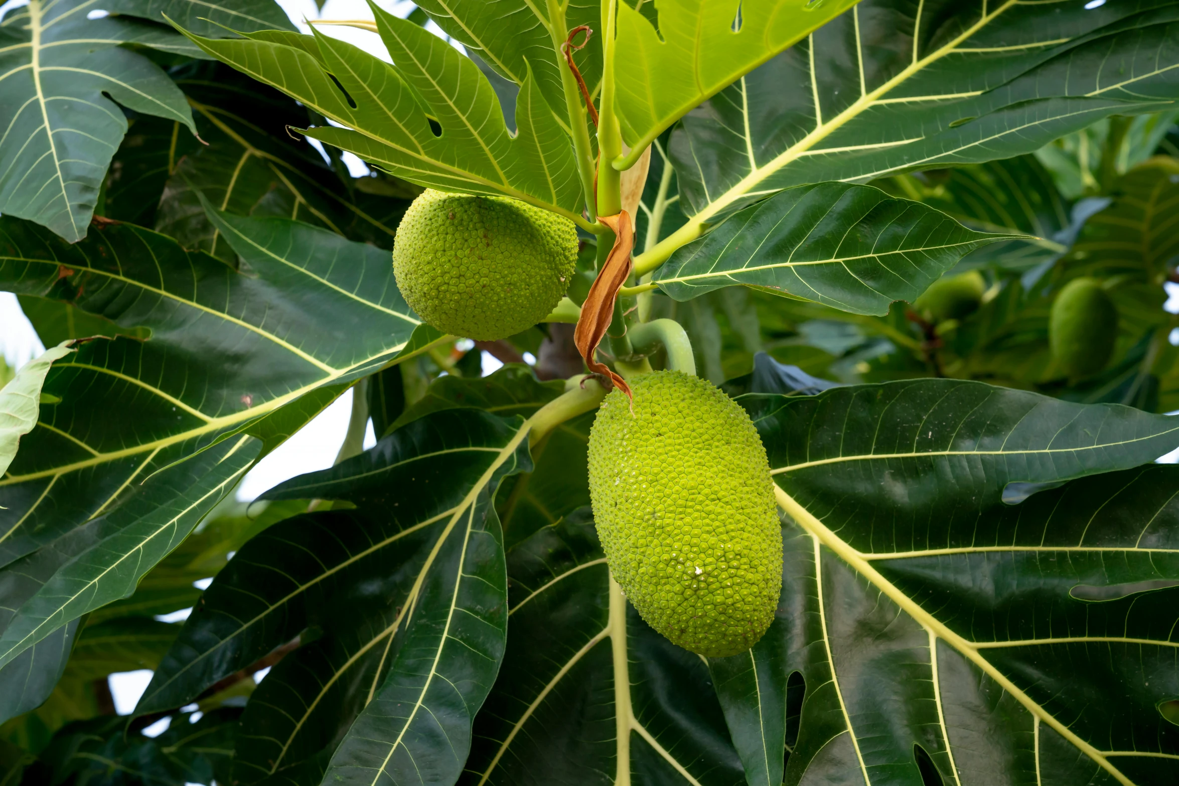 a close up of a tree with fruit on it, large leaves, green pupills, bao pnan, green and yellow