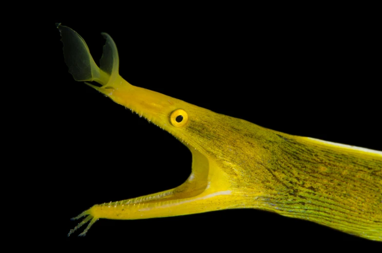 a close up of a banana on a black background, by Robert Brackman, underwater sea dragon, gulper eel, photographed for reuters, waving arms
