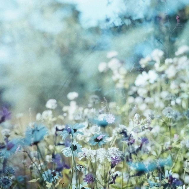 a field full of white and blue flowers, by Anna Boch, unsplash, impressionism, delicate garden on paper, mixed media photography, colourful pastel, daisies