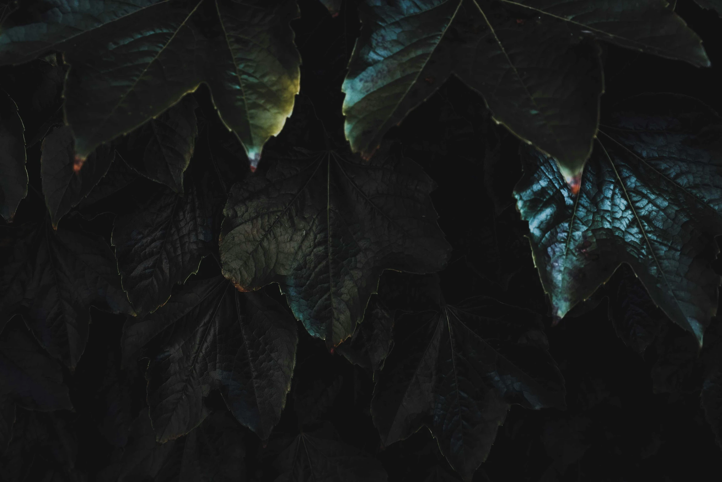 a close up of a bunch of leaves on a tree, an album cover, inspired by Elsa Bleda, art photography, dark. no text, baroque dark art, high quality wallpaper, midnight colors