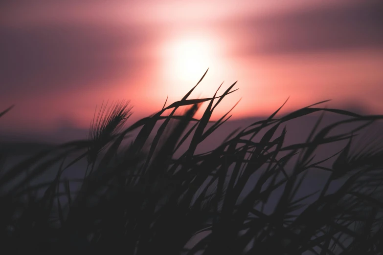 a close up of a plant with the sun in the background, a picture, unsplash, romanticism, pink grass, sunset beach, night time, straw
