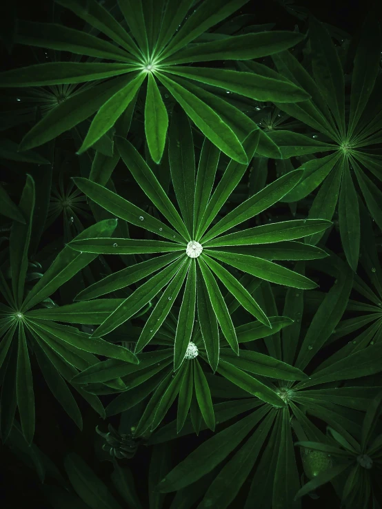 a bunch of green plants in the dark, unsplash transparent fractal, looking up at camera, evergreen, multiple stories