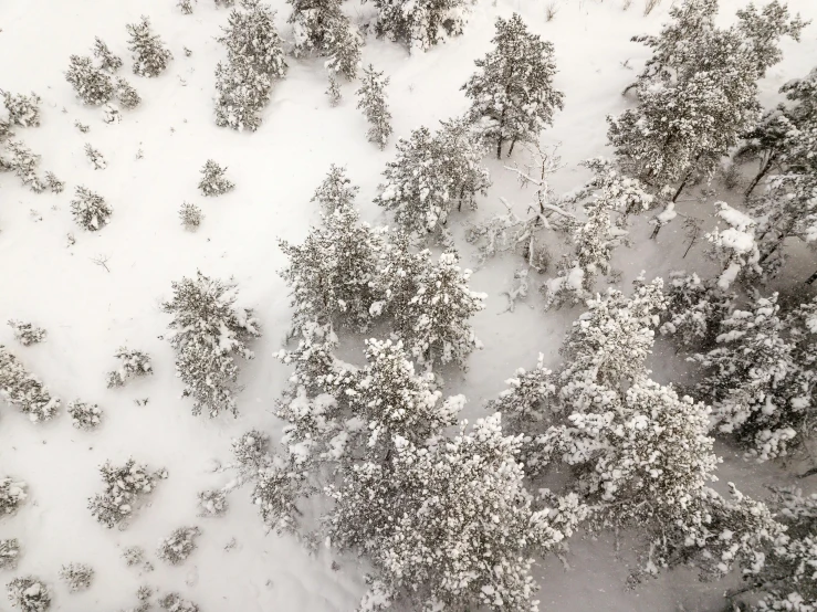 a person riding skis down a snow covered slope, an ultrafine detailed painting, by Matthias Weischer, trending on unsplash, tonalism, seen from a plane, tangled trees, silver，ivory, wyoming