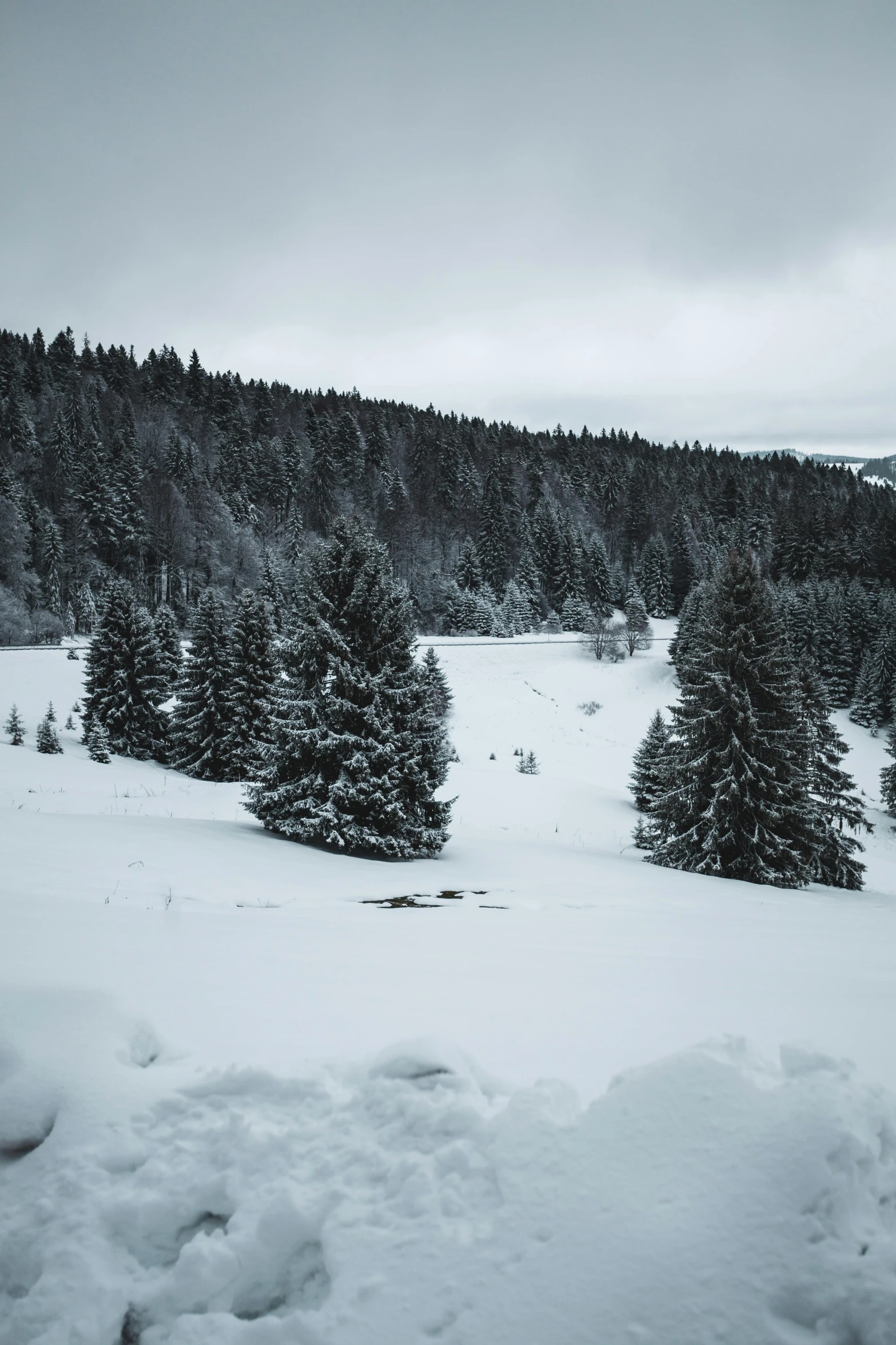 a man riding skis down a snow covered slope, by Matthias Weischer, pexels contest winner, renaissance, spruce trees on the sides, gloomy skies, a cozy, today\'s featured photograph 4k