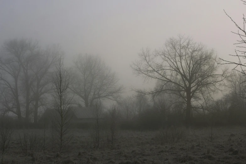 a foggy field with trees in the background, a picture, by Colijn de Coter, icy cold pale silent atmosphere, southern gothic scene, farm, foggy jungle