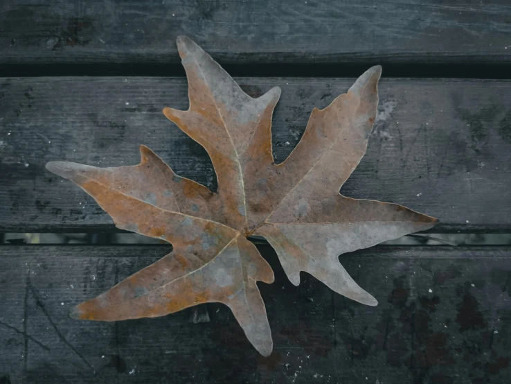 a leaf sitting on top of a wooden bench, grey, brown colours, on a gray background, top - down photo