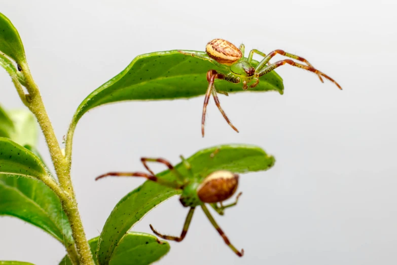 a spider sitting on top of a green leaf, adult pair of twins, plant armour, avatar image, uncrop