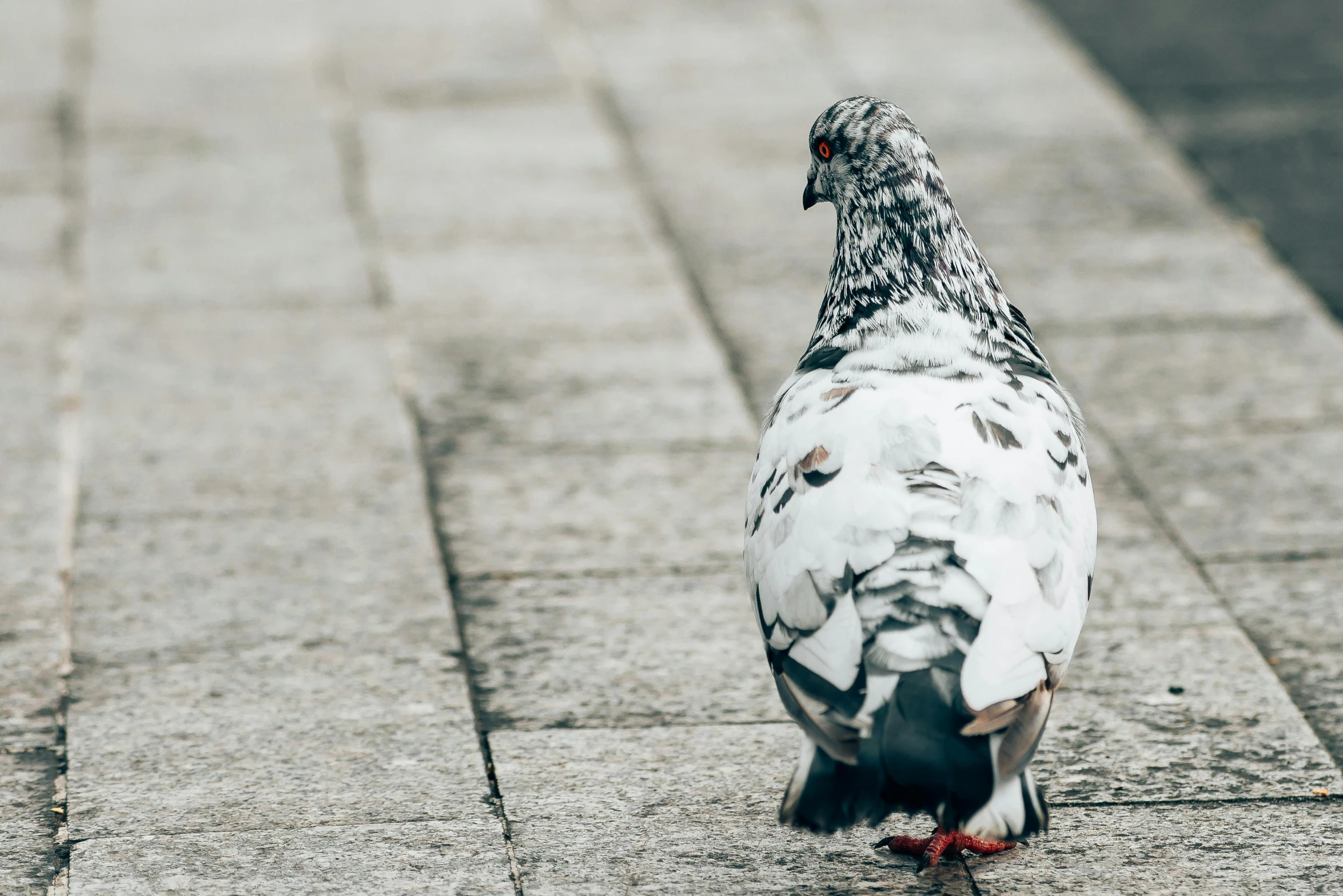 a pigeon that is standing on a sidewalk, by Julia Pishtar, trending on unsplash, hyperrealism, patterned, white and grey, head down, high quality photo