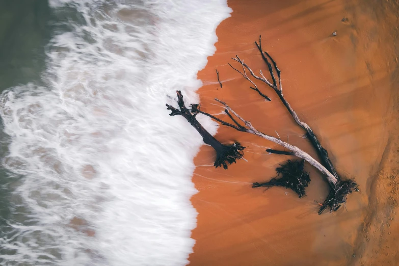 a couple of dead trees sitting on top of a sandy beach, unsplash contest winner, land art, bird\'s eye view, foamy waves, red sand, “ iron bark