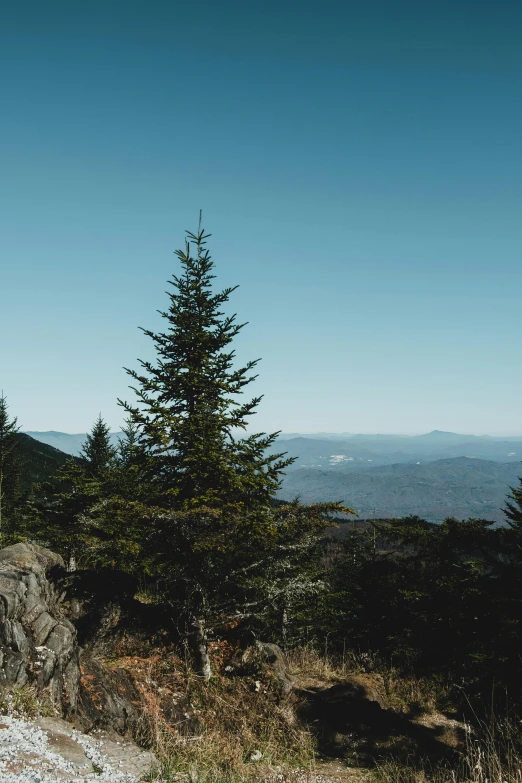 a couple of people standing on top of a mountain, inspired by LeConte Stewart, trending on unsplash, trees. wide view, single pine, appalachian mountains, seen from a distance