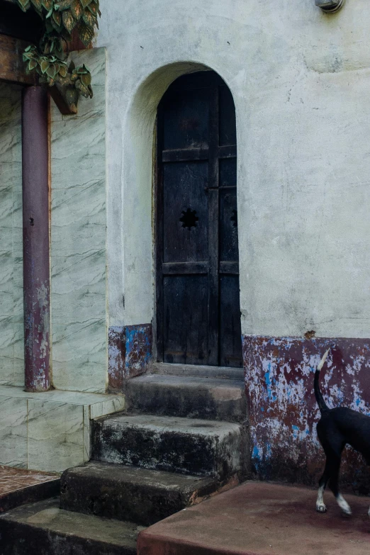 a dog standing on some steps in front of a building, by Peter Churcher, shipibo, wood door, covered with tar, a cat