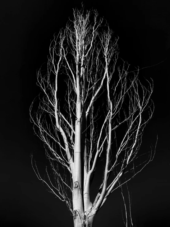 a black and white photo of a bare tree, by Andor Basch, art photography, night. by greg rutkowski, black background hyperrealism, skeletal, jen yoon