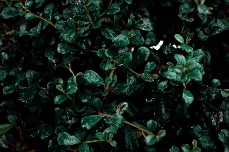 a close up of a plant with water droplets on it, trending on pexels, hurufiyya, hedges, dark green, background image, many small details