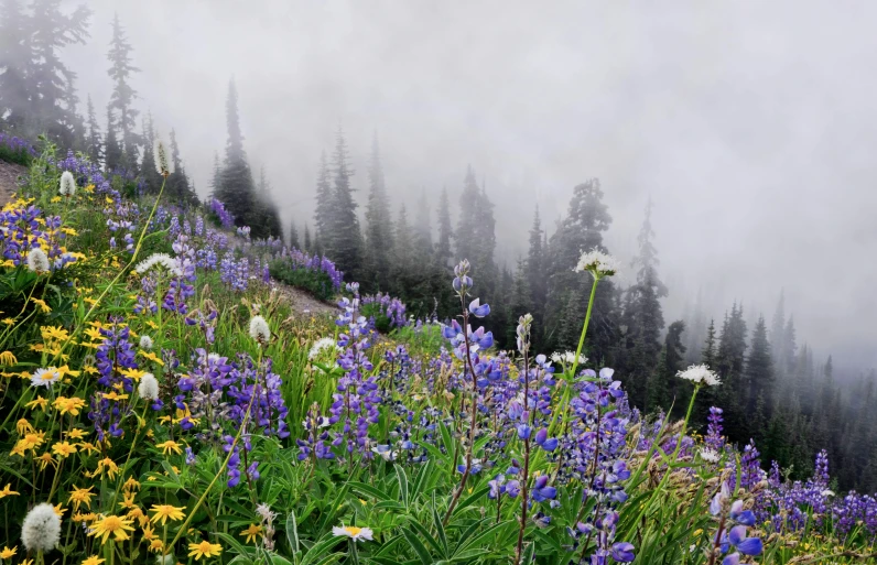 a field of wildflowers on the side of a mountain, a picture, by Jessie Algie, fog fills the area, long violet and green trees, lobelia, under a gray foggy sky