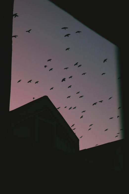 a flock of birds flying over a building, an album cover, by Attila Meszlenyi, pexels contest winner, lo - fi colors, soft lilac skies, black silhouette, night outside