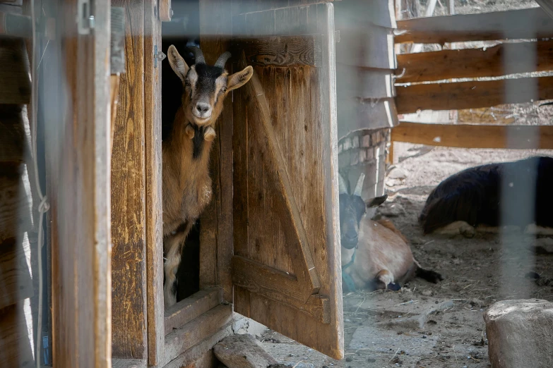 a goat sticking its head out of a barn door, three animals, slide show, multiple stories, anna nikonova