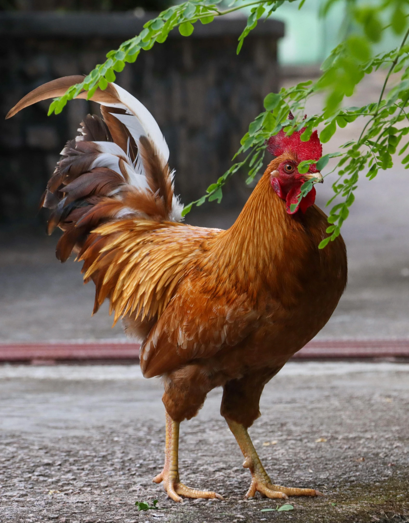 a rooster standing on the side of a road, by Jan Tengnagel, unsplash, sumatraism, chicken dressed as an inmate, kuntilanak on tree, non-binary, majestic pose