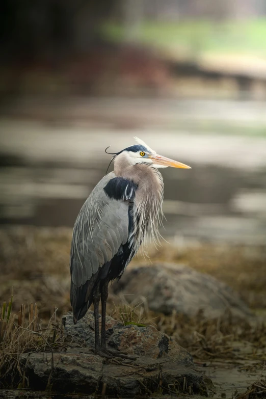 a large bird standing on top of a grass covered field, a portrait, by Neil Blevins, pexels contest winner, heron, blue and grey, gazing at the water, museum quality photo