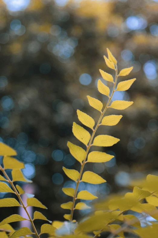 a close up of a plant with yellow leaves, bokeh backdrop, lynn skordal, acacia trees, dimly - lit