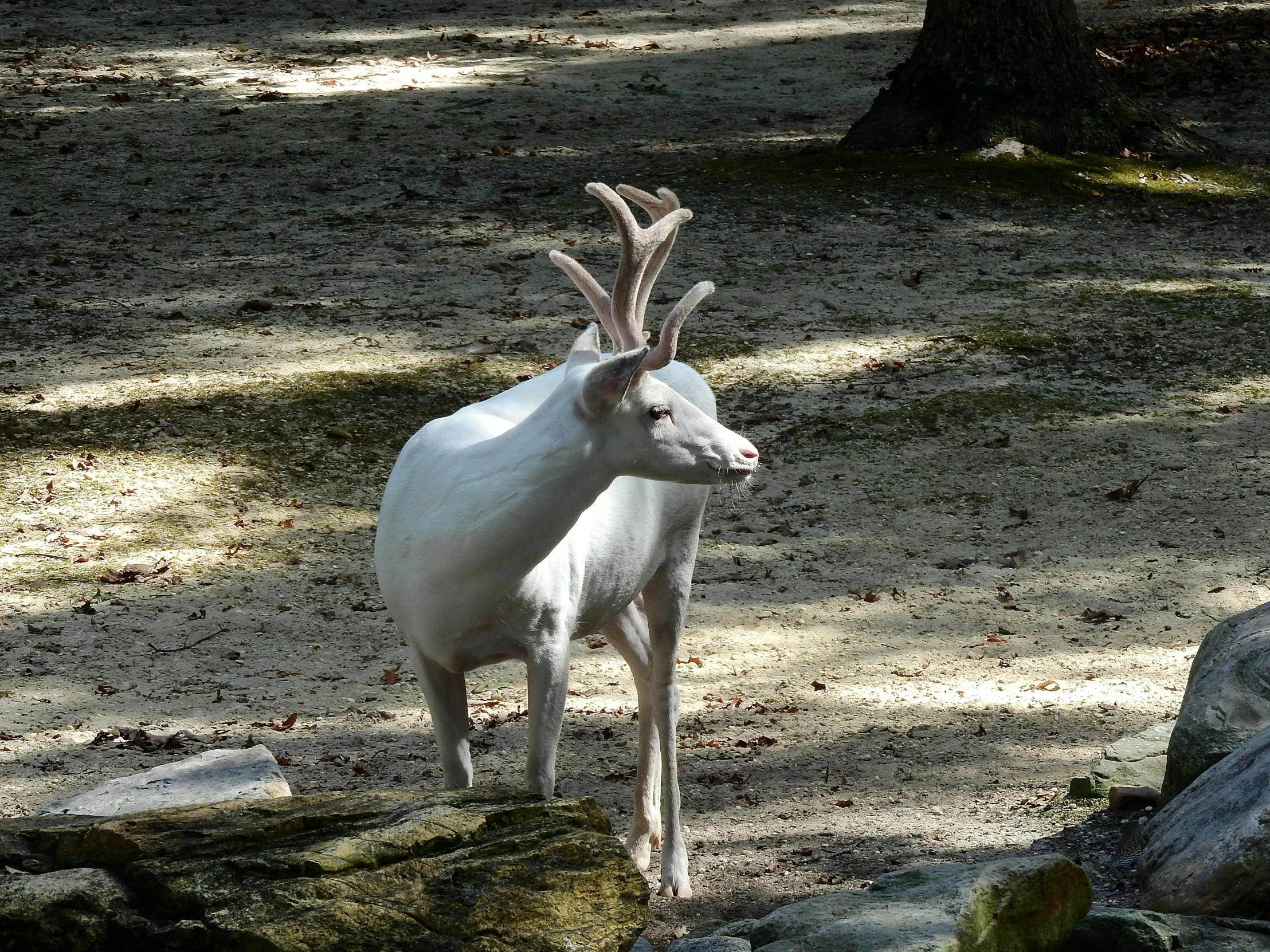 a white deer standing on top of a dirt field, in the zoo exhibit, 2019 trending photo, in savannah, well shaded