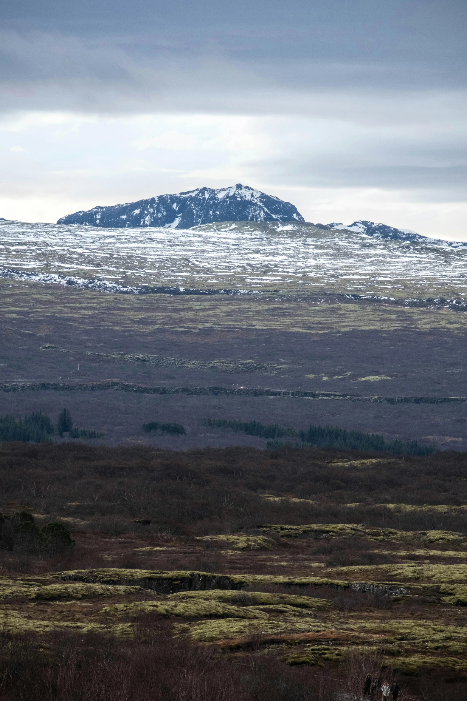 a herd of horses standing on top of a grass covered field, by Hallsteinn Sigurðsson, hurufiyya, seen from a distance, snowy peak, caledonian forest, round-cropped