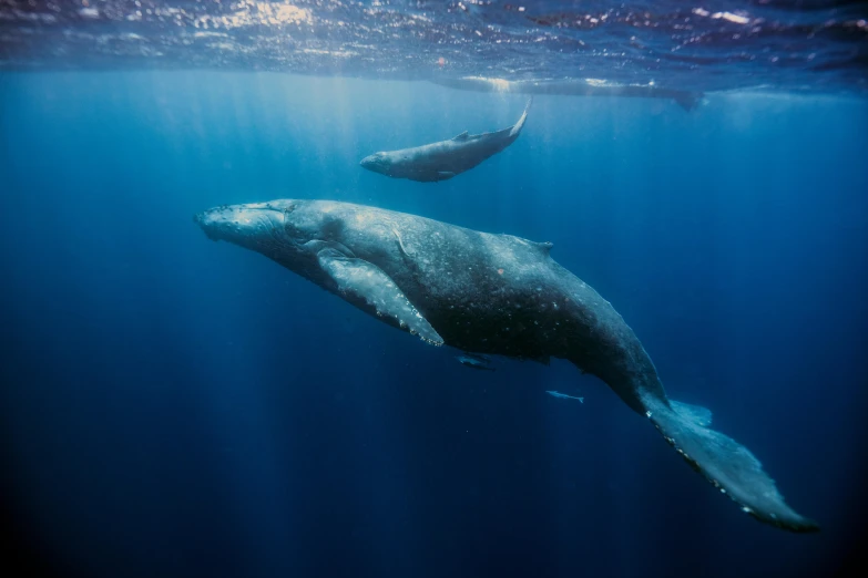 two humpback whales swimming in the ocean, unsplash contest winner, hurufiyya, under blue, natural morning light, well preserved, partially submerged